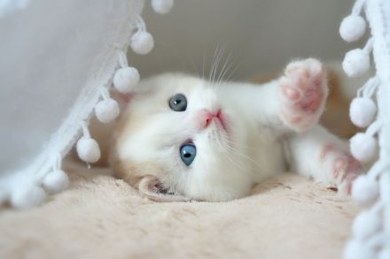 BKH Kitten mit Stammbaum (Odd eyes)