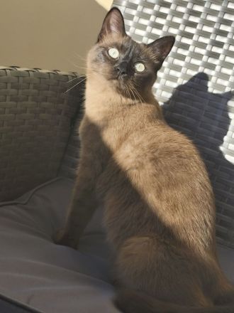 Ragdoll-bengal