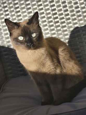 Ragdoll-bengal