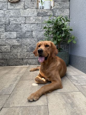 Wurfplanung reinrassige Golden Retriever Welpen mit Ahnentafel Frühjahr 2026