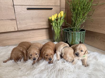 Wurfplanung reinrassige Golden Retriever Welpen mit Ahnentafel Frühjahr 2026