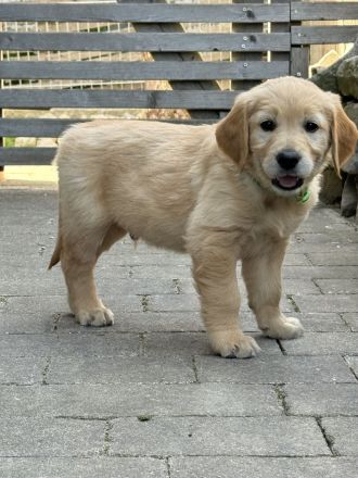 Wurfplanung reinrassige Golden Retriever Welpen mit Ahnentafel Frühjahr 2026