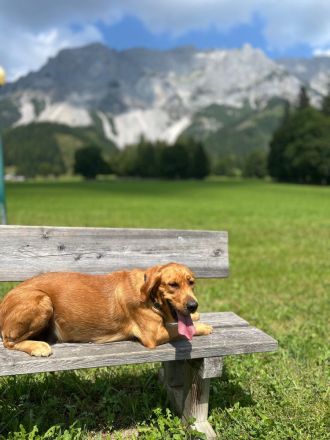 Wurfplanung reinrassige Golden Retriever Welpen mit Ahnentafel Frühjahr 2026