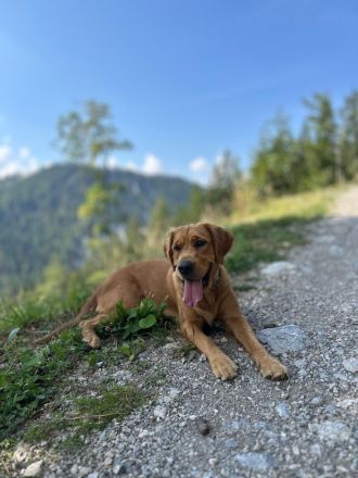 Wurfplanung reinrassige Golden Retriever Welpen mit Ahnentafel Frühjahr 2026