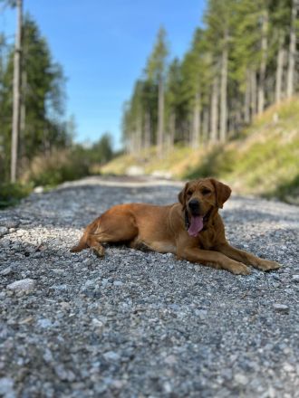 Wurfplanung reinrassige Golden Retriever Welpen mit Ahnentafel Frühjahr 2026