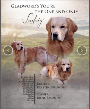 Wurfplanung reinrassige Golden Retriever Welpen mit Ahnentafel Frühjahr 2026