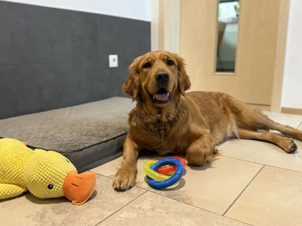 Wurfplanung reinrassige Golden Retriever Welpen mit Ahnentafel Frühjahr 2026