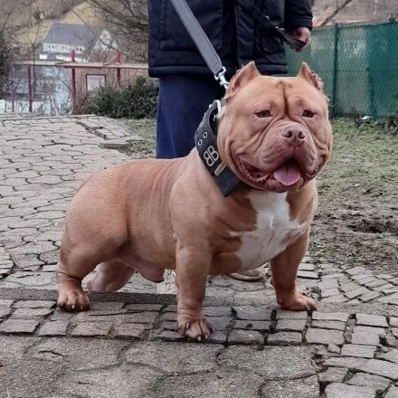 American Bully Pocket – 2½ Jahre alt – liebevoller, gesunder Rüde sucht neues Zuhause