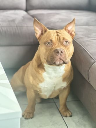 American Bully Pocket – 2½ Jahre alt – liebevoller, gesunder Rüde sucht neues Zuhause
