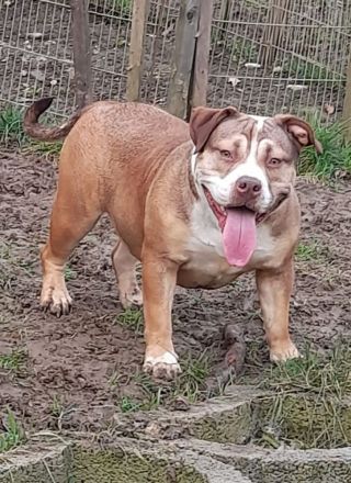 American Bully Pocket – 2½ Jahre alt – liebevoller, gesunder Rüde sucht neues Zuhause