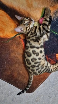 Reinrassige Bengal mit Stammbaum, mit klar gezeichnete Rosetten, seidiges, glänzendes Fell. 800 EUR