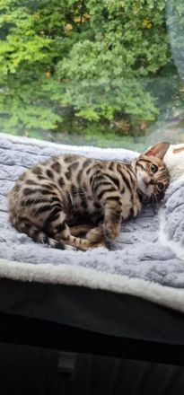 Reinrassige Bengal mit Stammbaum, mit klar gezeichnete Rosetten, seidiges, glänzendes Fell. 800 EUR