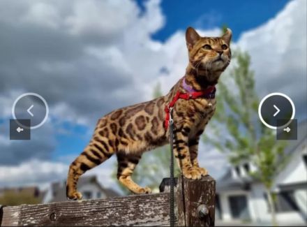 Reinrassige Bengal mit Stammbaum, mit klar gezeichnete Rosetten, seidiges, glänzendes Fell. 800 EUR