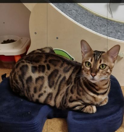 Reinrassige Bengal mit Stammbaum, mit klar gezeichnete Rosetten, seidiges, glänzendes Fell. 800 EUR