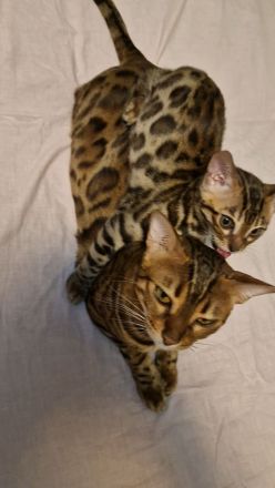 Reinrassige Bengal mit Stammbaum, mit klar gezeichnete Rosetten, seidiges, glänzendes Fell. 800 EUR