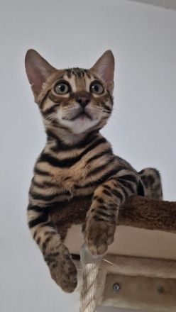 Reinrassige Bengal mit Stammbaum, mit klar gezeichnete Rosetten, seidiges, glänzendes Fell. 800 EUR