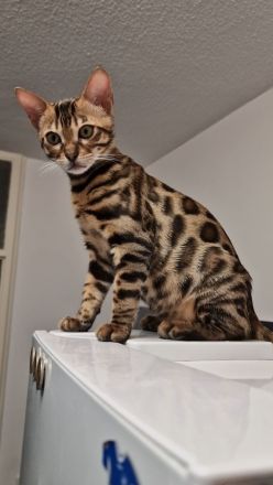 Reinrassige Bengal mit Stammbaum, mit klar gezeichnete Rosetten, seidiges, glänzendes Fell. 800 EUR