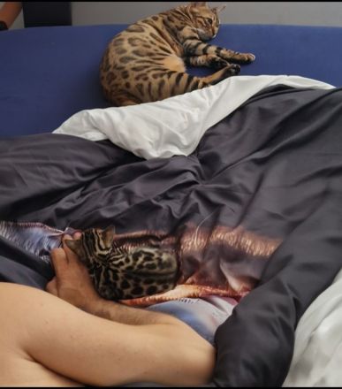 Reinrassige Bengal mit Stammbaum, mit klar gezeichnete Rosetten, seidiges, glänzendes Fell. 800 EUR