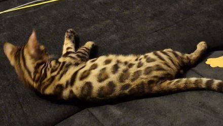 Reinrassige Bengal mit Stammbaum, mit klar gezeichnete Rosetten, seidiges, glänzendes Fell. 800 EUR