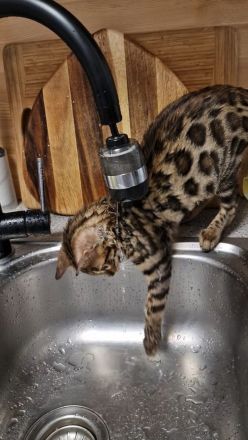 Reinrassige Bengal mit Stammbaum, mit klar gezeichnete Rosetten, seidiges, glänzendes Fell. 800 EUR