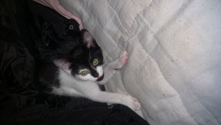 Milli sucht noch ein Zuhause