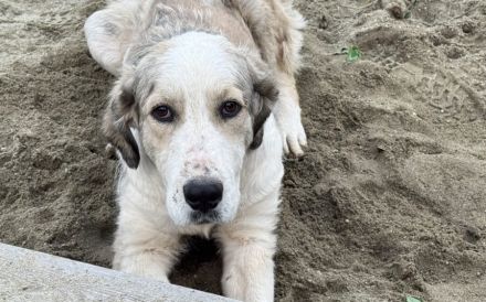 Wer schenkt Fina ein liebevolles Für-Immer-Zuhause?