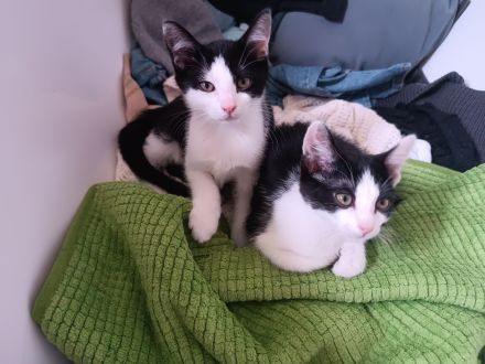 Original Sandizell Heckenmietzen mit sibirischem Einschlag