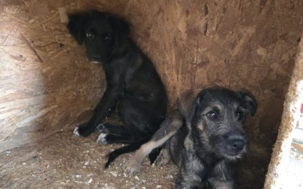 Zarte Hundeseele Kobe sucht Sicherheit