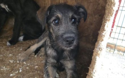 Zarte Hundeseele Kobe sucht Sicherheit