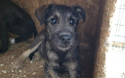 Zarte Hundeseele Kobe sucht Sicherheit