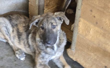 tapferes Knickohr Homer sucht Zuhause