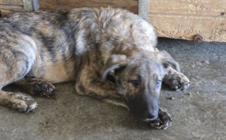 tapferes Knickohr Homer sucht Zuhause