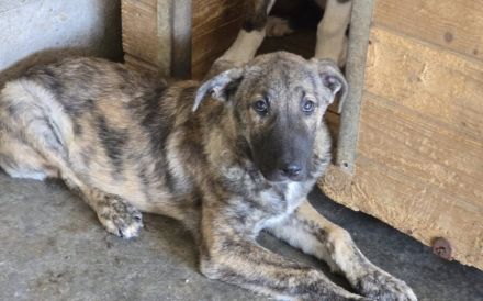 tapferes Knickohr Homer sucht Zuhause