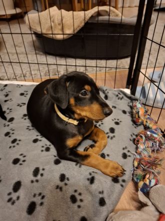 Deutsche Pinscher Welpen