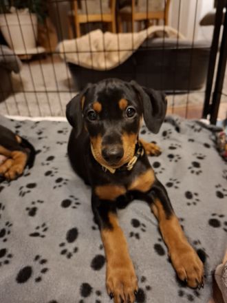 Deutsche Pinscher Welpen