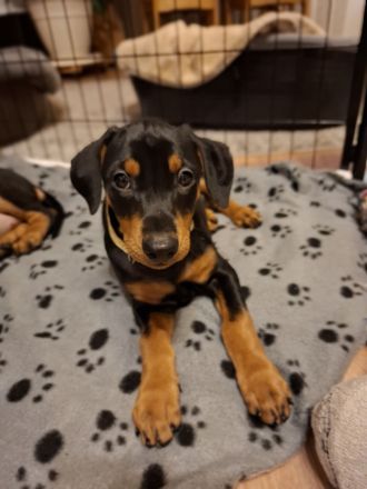 Deutsche Pinscher Welpen