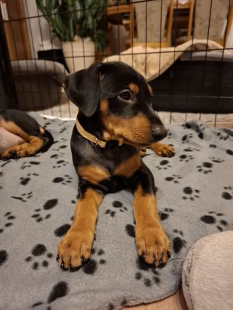Deutsche Pinscher Welpen