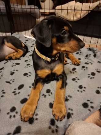 Deutsche Pinscher Welpen