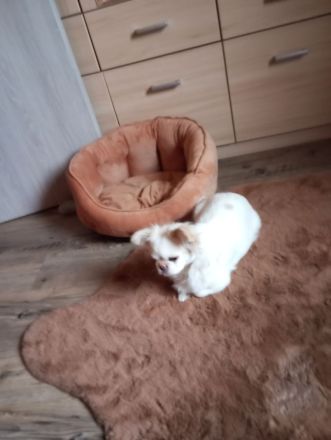 Pekingnesenmix, Hündin, 3 Jahre