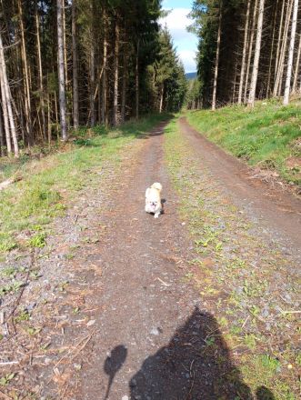 Pekingnesenmix, Hündin, 3 Jahre