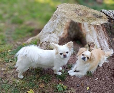 Pekingnesenmix, Hündin, 3 Jahre