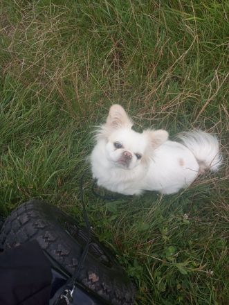 Pekingnesenmix, Hündin, 3 Jahre