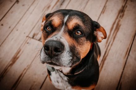 🐾 Appenzeller-Mischling (4 Jahre) sucht erfahrenes Zuhause 🏡