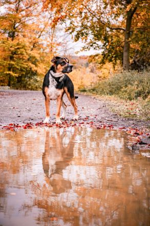 🐾 Appenzeller-Mischling (4 Jahre) sucht erfahrenes Zuhause 🏡