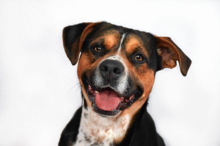 🐾 Appenzeller-Mischling (4 Jahre) sucht erfahrenes Zuhause 🏡