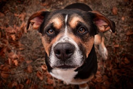 🐾 Appenzeller-Mischling (4 Jahre) sucht erfahrenes Zuhause 🏡