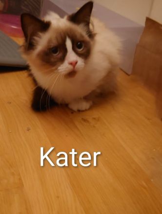 Ragdoll Rasselbande sucht neues Zuhause