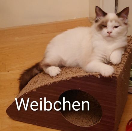Ragdoll Rasselbande sucht neues Zuhause