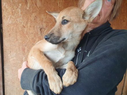 Luna, verschmuste und zutrauliche Junghündin auf der Suche nach einem schönen Leben, 5 Monate, 30 cm