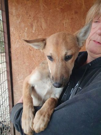 Luna, verschmuste und zutrauliche Junghündin auf der Suche nach einem schönen Leben, 5 Monate, 30 cm